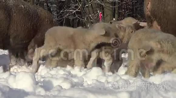 冬天的雪中羊