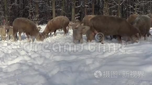 冬天的雪中羊