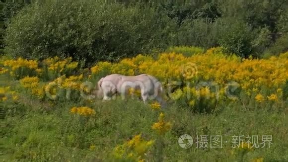 马在晴朗的天气里放牧视频