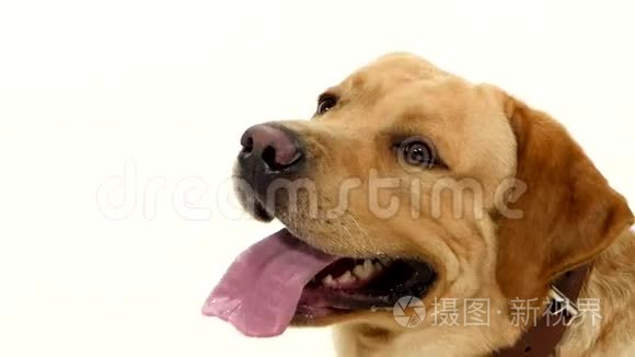 成年拉布拉多猎犬，粉红色舌头分离