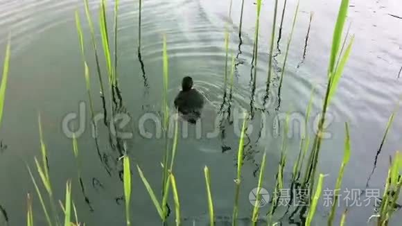 小鸭子在水中缓慢地游动。