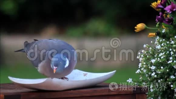 花园里鸽子啄粮食视频