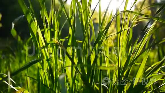 青草镜头宏观阳光透过树叶照射出美丽的春天背景. 视频关闭静态摄像机。