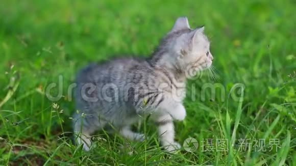 小玩灰猫在草地上玩耍和奔跑