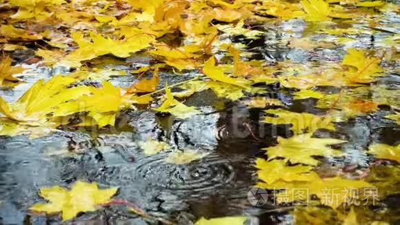 雨滴随着黄色的枫叶落在水坑里视频
