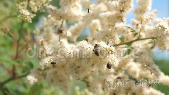 蜜蜂特写采集花蜜，在树枝上授粉。 昆虫从盛开的黄花中采集花蜜