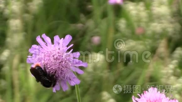 大黄蜂从粉红花中采集花粉花蜜视频