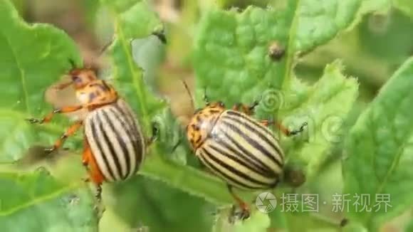 科罗拉多甲虫吞噬了土豆的叶子视频