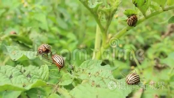 科罗拉多甲虫吞噬了土豆的叶子视频