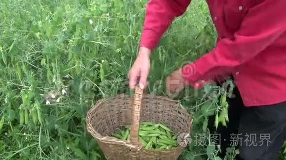 采摘园艺者在旧篮子中收获新鲜的绿色豌豆