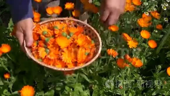 园艺植物手工收集木柳条篮子里的万寿菊金盏花