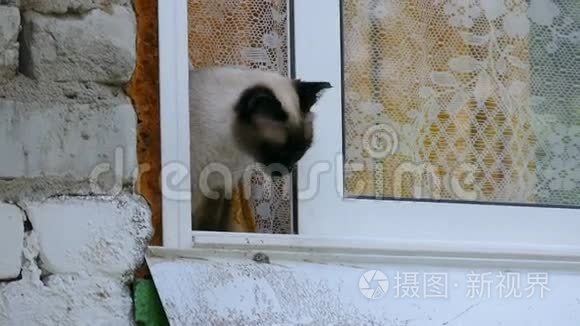 猫看窗外慢动作视频