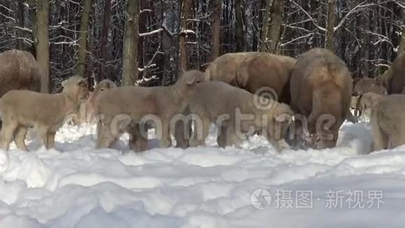 冬天的雪中羊