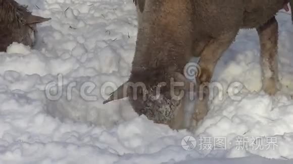 冬天的雪中羊