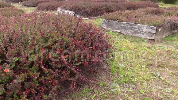 农家园种植园种植蔓越莓苔莓果视频