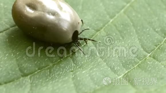 在绿叶上爬满鲜血的蜱