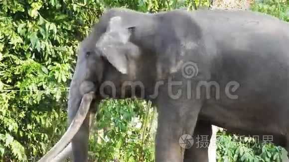 亚洲大象牛链在必须或必须在高清，相机拍摄特写