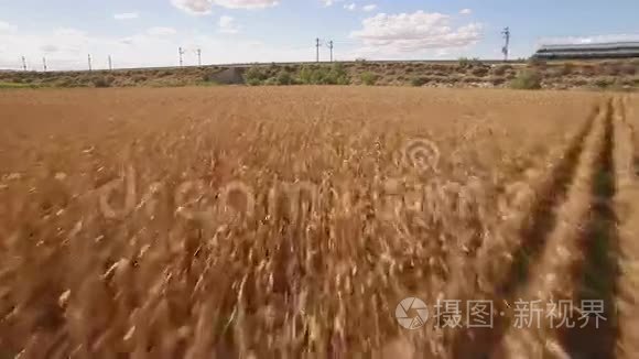 栽培玉米地附近的快车视频