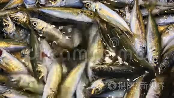 鱼市鲜食闪亮沙丁鱼视频