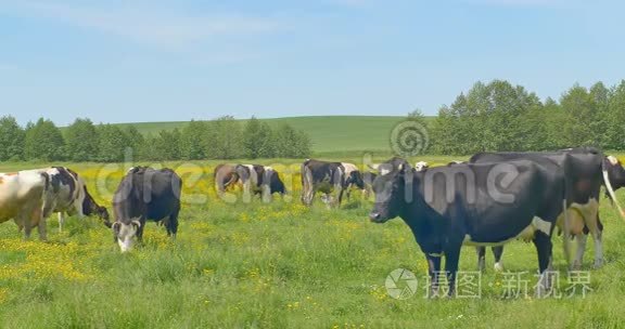 奶牛在绿色的草地上放牧视频