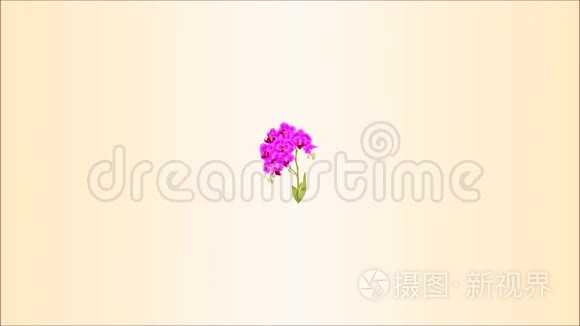 视频动画无缝环枝兰蝴蝶兰紫花叶热带植物茎复古