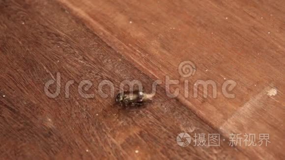 蚂蚁吃昆虫视频