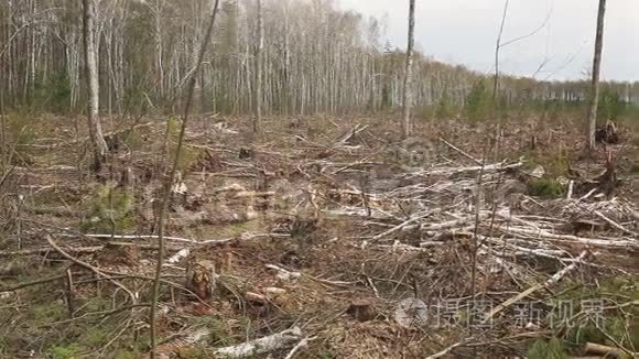 森林生态中没有生命的森林砍伐视频