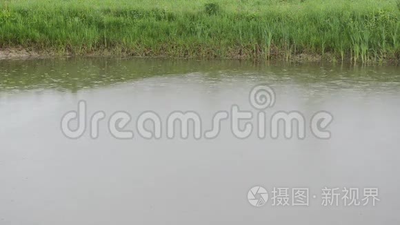 大量雨水滴落在湖塘水面和岸边视频