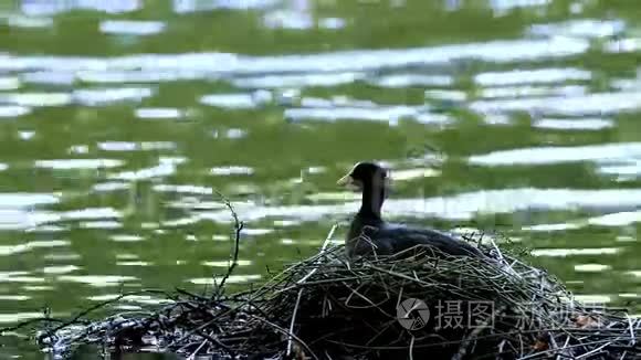 育，布鲁曼，荷兰.