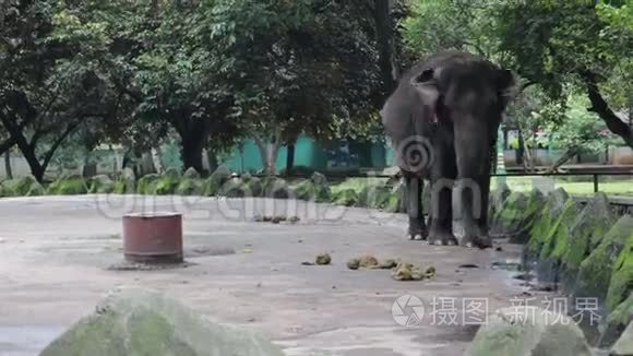 呆在笼子里的可爱印尼大象视频