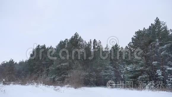 冬季雪景中的傍晚圣诞树树顶视频