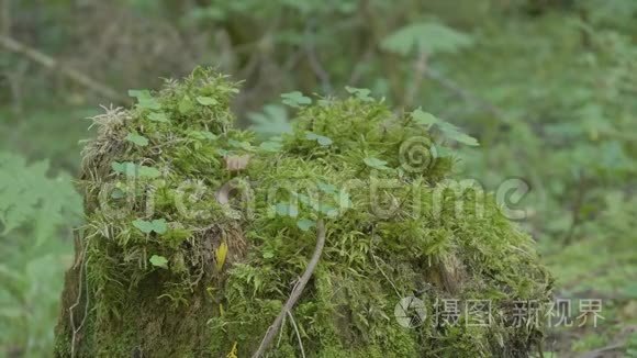 森林中长满苔藓的老树桩，根很大。 森林树桩上的苔藓