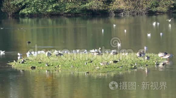 野生动物和鸟类保护区视频