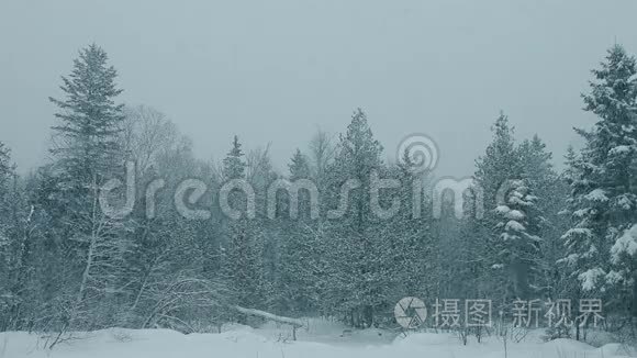 在森林的暴风雪中坠落的斯沃诺视频