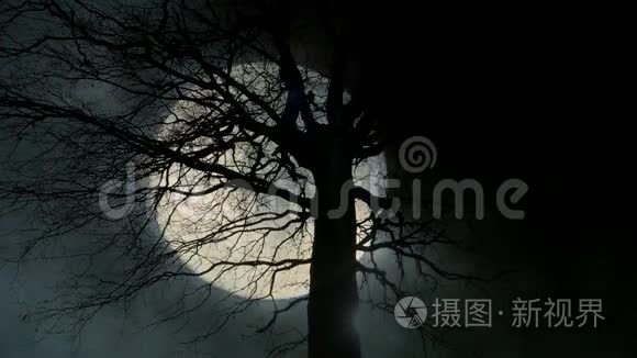 诡异的月夜背景.. 树的轮廓