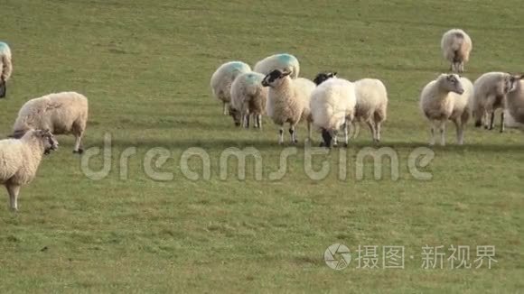 羊群在田野里放牧
