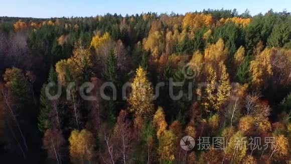 秋天在瑞典的森林视频