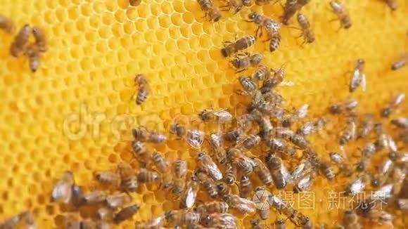 蜜蜂在蜂巢上的特写。选择性聚焦慢动作视频。 蜜蜂与蜂蜜和生活方式蜜蜂