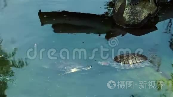 海龟爬行动物在野生生命自然视频