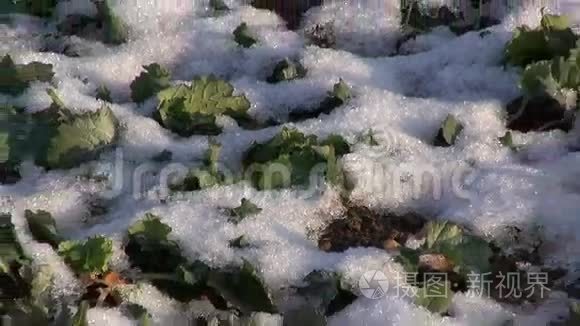 油菜农业工厂农场第一场冬雪视频