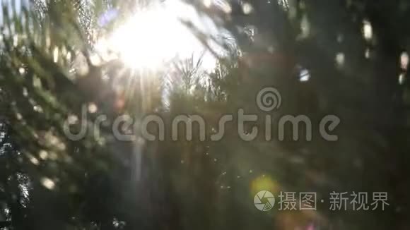 松树和阳光下森林中的乡村别墅视频
