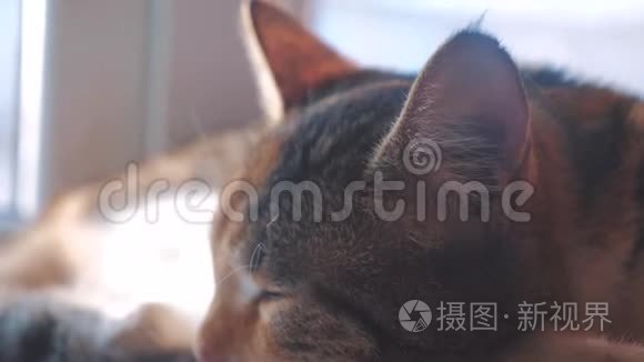 猫纹三色睡眠概念.. 猫睡在窗台上，阳光和窗户是一种