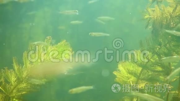 水下河流景观与藻类和小鱼视频