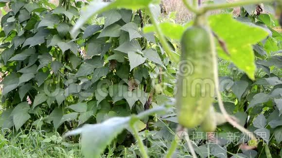 有机绿色黄瓜豆种植农业农村园视频