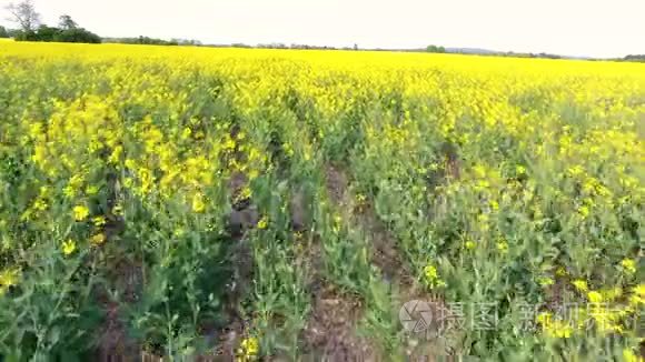 空中视频剪辑飞越黄花视频