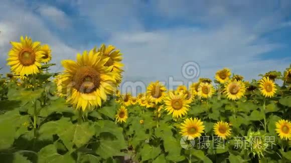 向日葵花田时间流逝视频