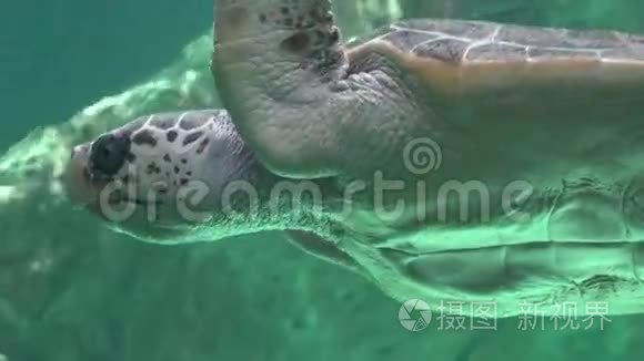 海龟和海洋生物