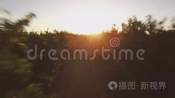 日落时的橙树场鸟瞰图视频