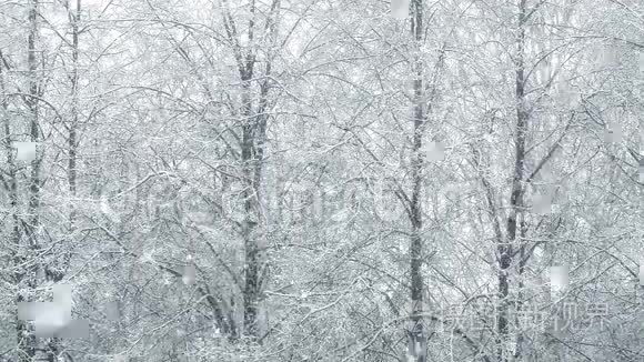 巨型全球雪环树冬季视频