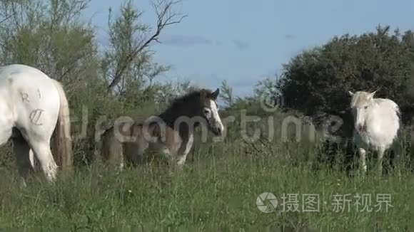 法国南部的卡马格马、马雷和法尔、圣特斯·玛丽·德拉梅尔，